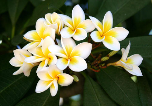Floarea Plumeria - mirosul magic din casa ta