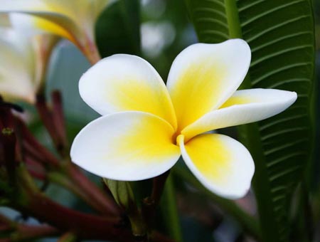 Floarea Plumeria - mirosul magic din casa ta