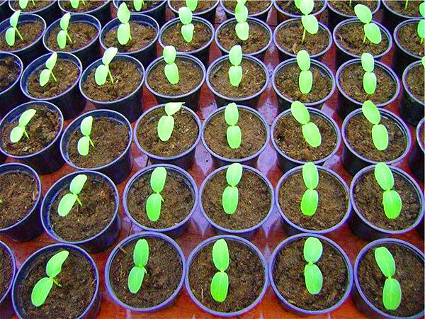 Plantarea și îngrijirea pepenilor pe teren deschis în zona de mijloc a Rusiei