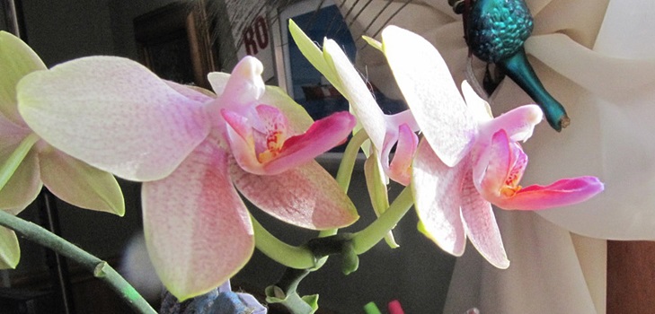 Phalaenopsis înflorit
