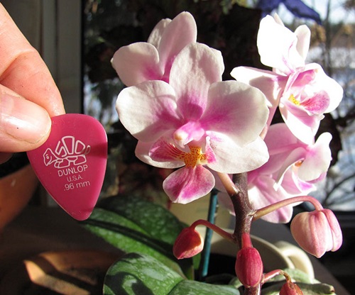Phalaenopsis înflorit