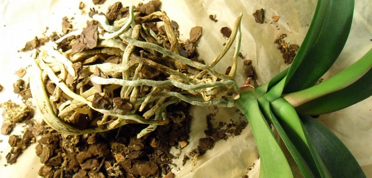 Transplantul Phalaenopsis