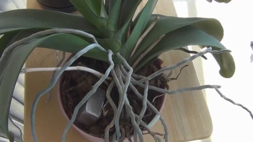Transplantul Phalaenopsis
