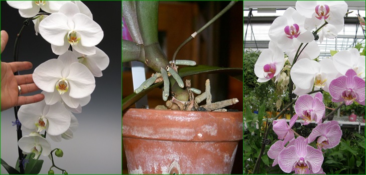 Phalaenopsis: reproducere de către copii