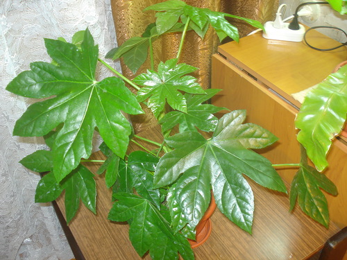 fatsia de către fereastra de vest