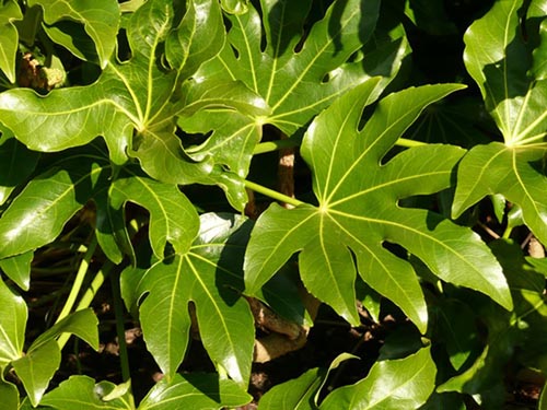 Diferite tipuri de fatsia
