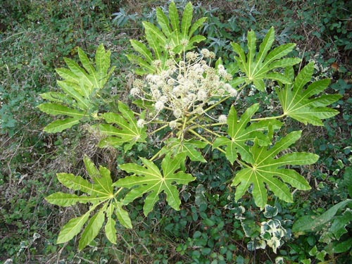 fatsia în condiții de temperatură confortabile