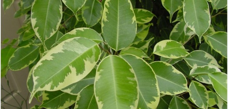 cameră ficus