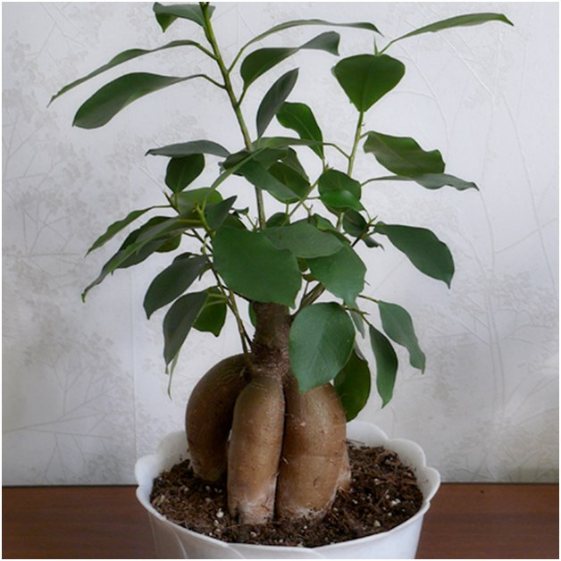 Ficus înainte de transplant