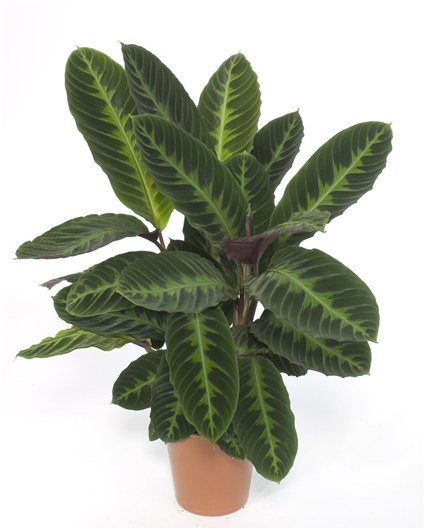 cadă cu ficus