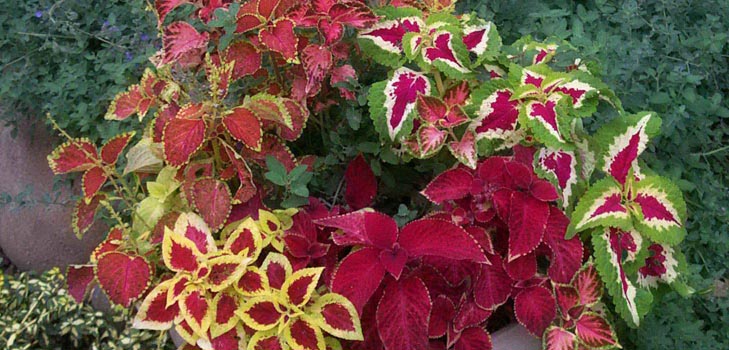 Fittonia: îngrijire