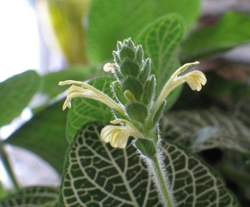 Fittonia: îngrijire