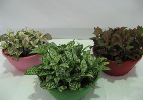 Fittonia: îngrijire