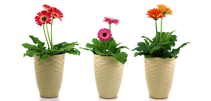 Gerbera în pot Gerbera în pot