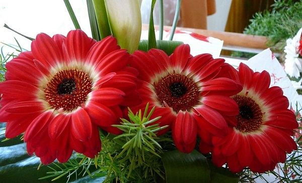 Gerbera în pot
