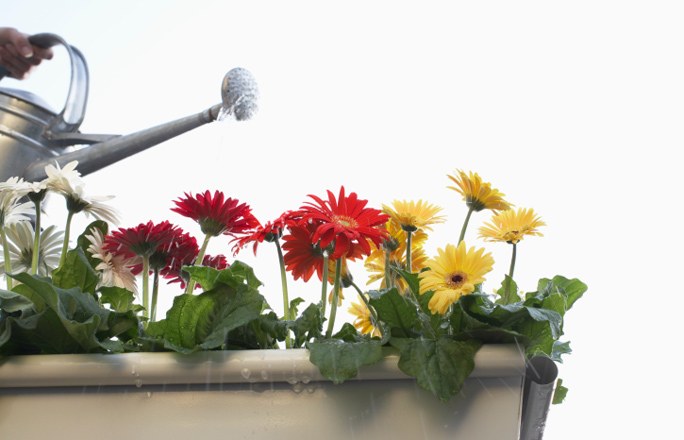 Gerbera în pot Gerbera în pot