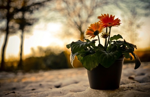 Gerbera în pot
