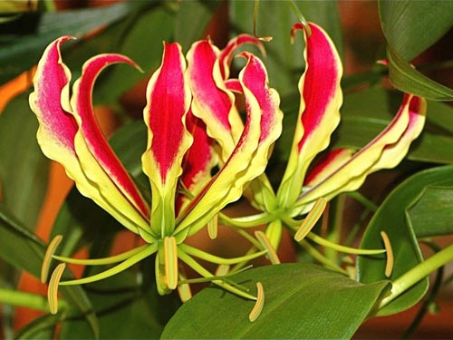 Caracteristici de plantare "crin de flacara"