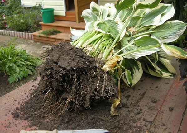 Reguli pentru gazde în creștere: plantarea și îngrijirea pe teren deschis