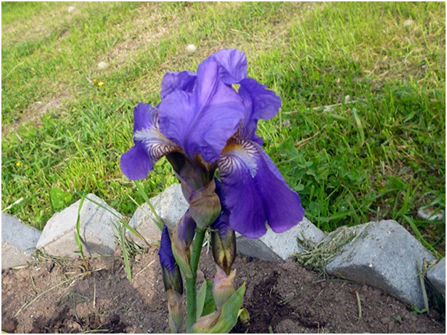 irisul pe patul de flori