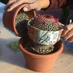 Cum să transplantați un cactus