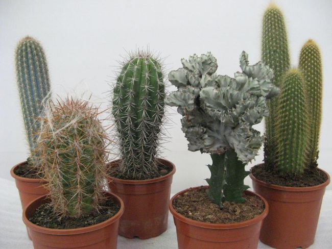 Cum să transplantați un cactus