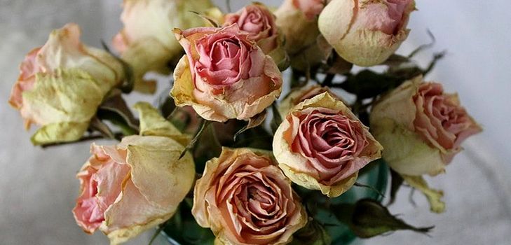 Cum sa usuci florile pentru un herbar?