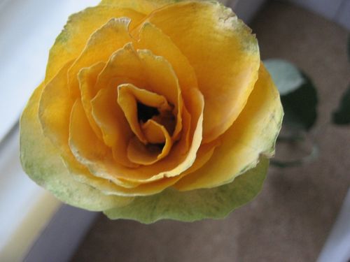 Cum sa usuci florile pentru un herbar?