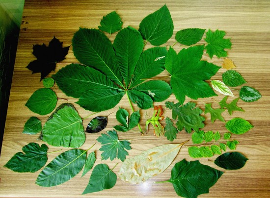 Cum sa faci un herbar cu mainile tale. Herbarium pentru școala de juniori