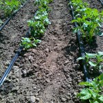 Cum să faceți un sistem de irigare picurare cu propriile mâini - video Cum să faceți un sistem de irigare picurare cu propriile mâini - video