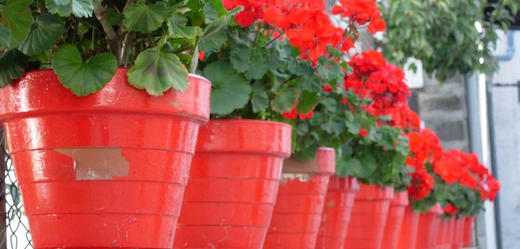 Îngrijire pentru geraniums