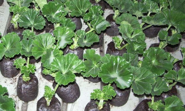 Îngrijire pentru geraniums