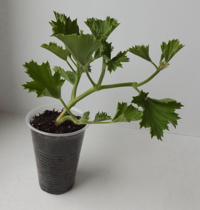 Îngrijire pentru geraniums