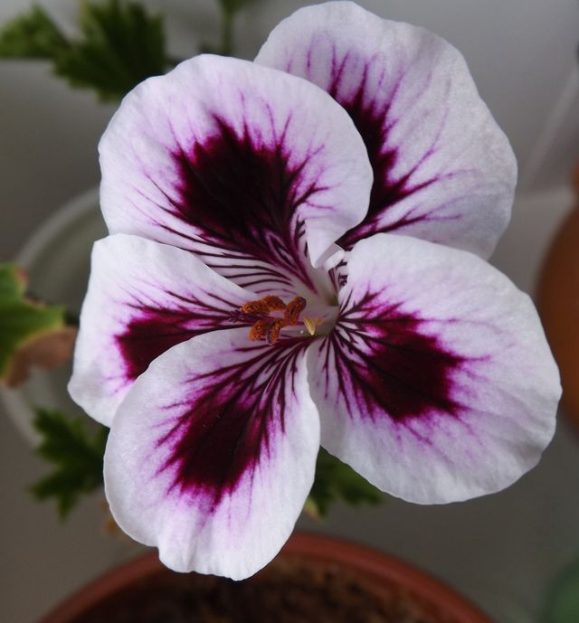 Cum să aibă grijă de geranium-uri la domiciliu (video și fotografie) - îngrijire și reproducere
