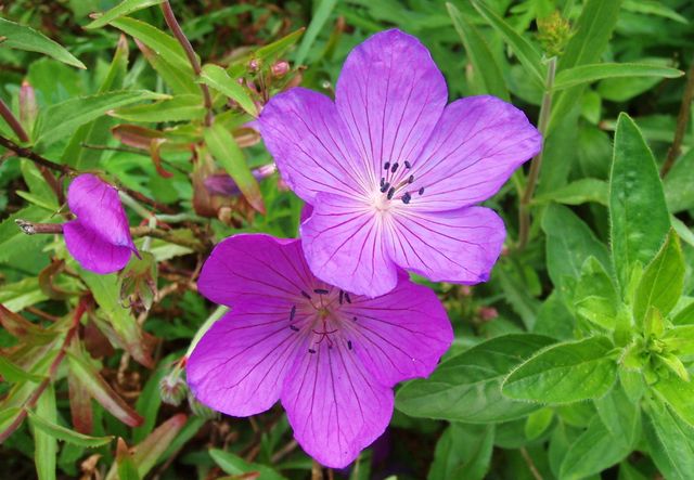 Îngrijire pentru geraniums