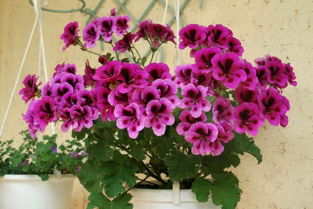 Îngrijire pentru geraniums