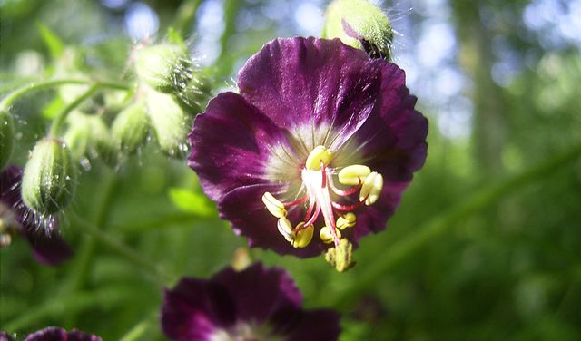 Îngrijire pentru geraniums