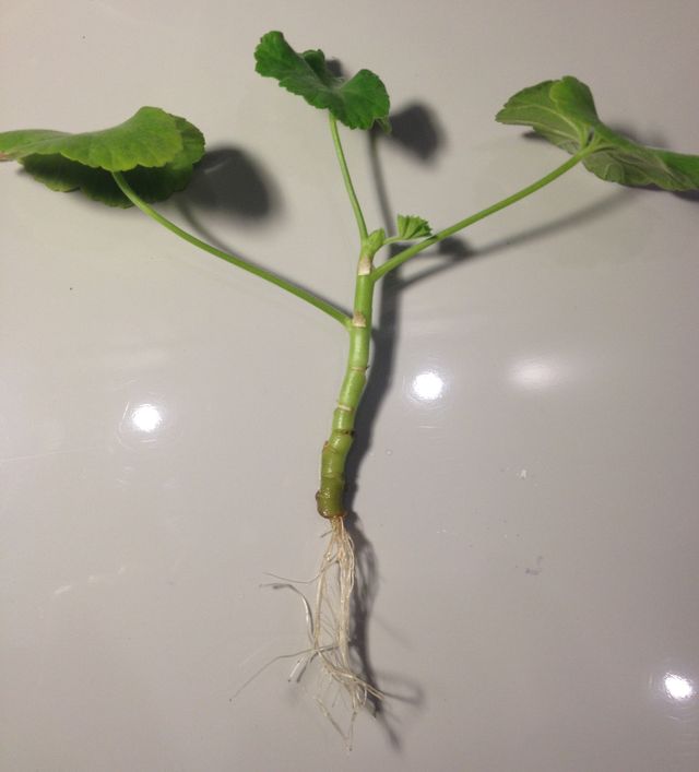 Îngrijire pentru geraniums