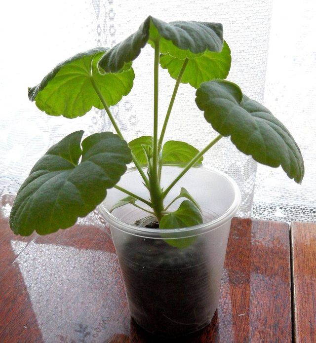 Îngrijire pentru geraniums