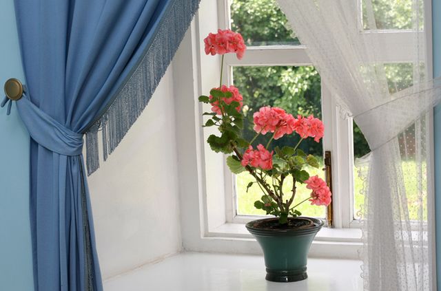 Îngrijire pentru geraniums
