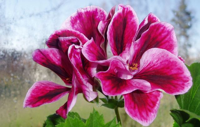 Îngrijire pentru geraniums