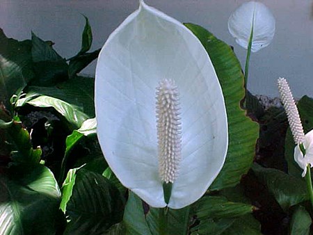 Transplant spathiphyllum