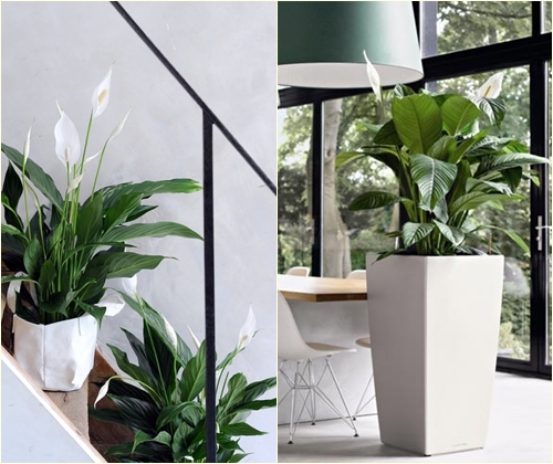 Boli și tratamentul spathiphyllum