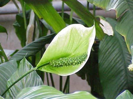 Grijă de spathiphyllum în casă Grijă de spathiphyllum în casă