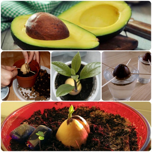 Cum să crești avocado pe o piatră