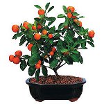 Cum să crești un mandarin de la un os Cum să crești un mandarin de la un os
