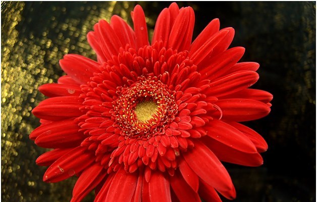 gerbera rosie