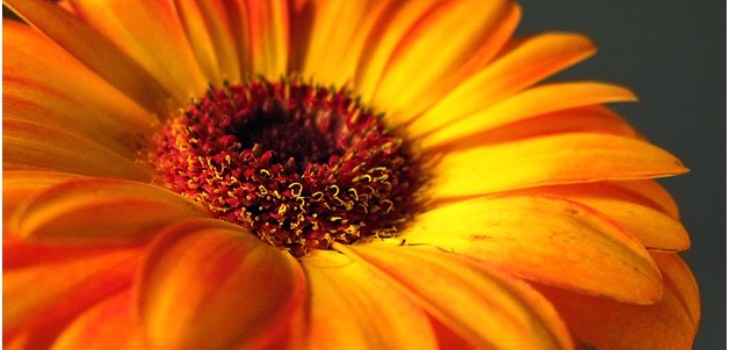 frumos gerbera