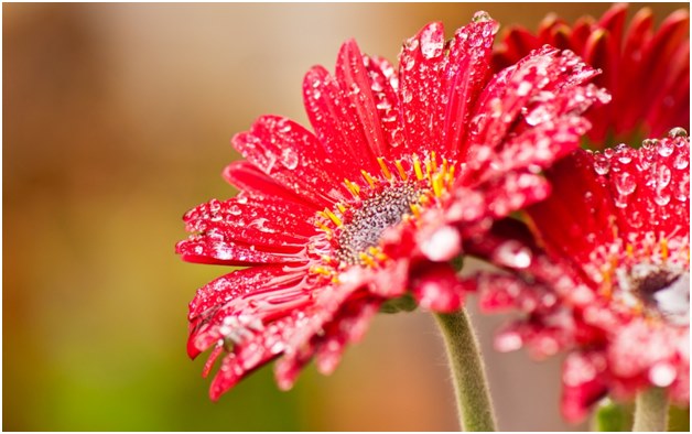infloreste gerard