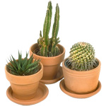 Cacti și grijă de ei Cacti și grijă de ei